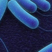 Viruses & Malware